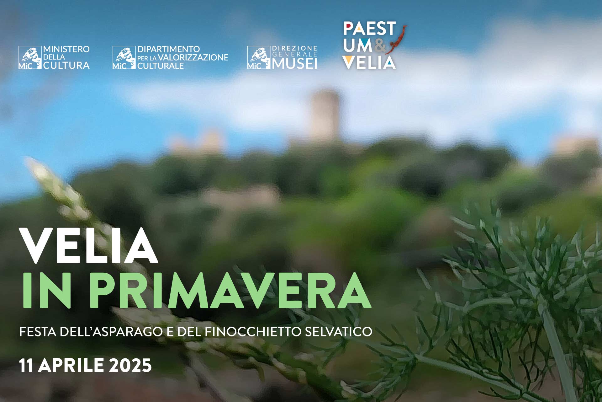 Velia in primavera: festa dell'asparago e del finocchietto selvatico